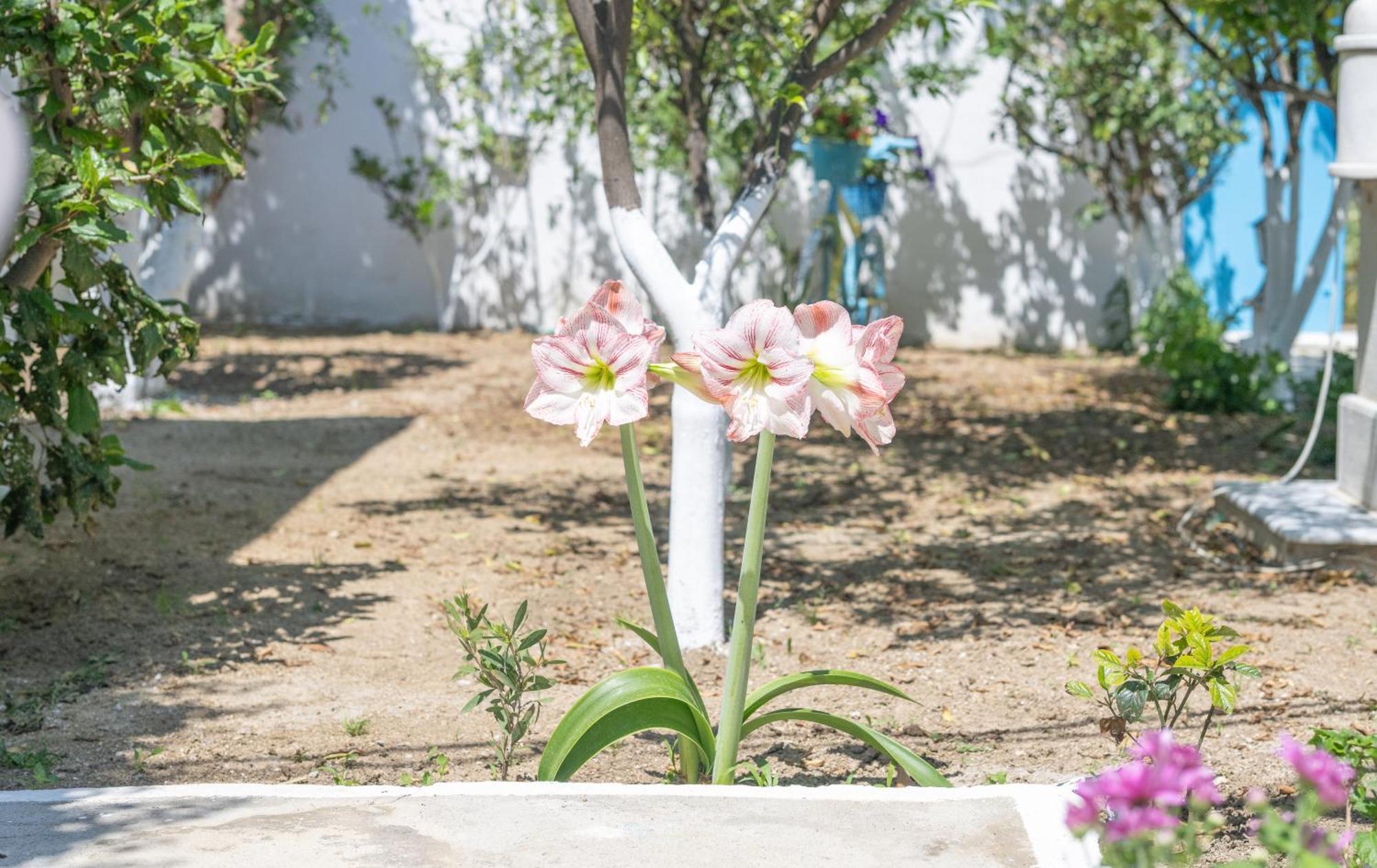 Apartamento Perivoli 4-Chora Agkidia Exterior foto